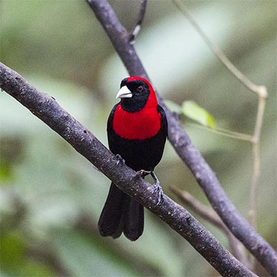 red and black bird