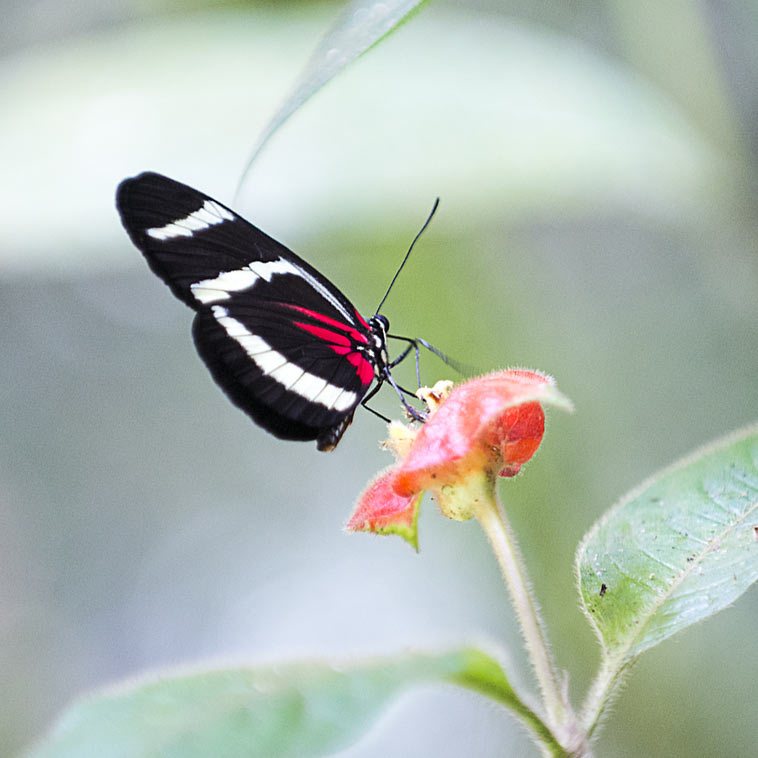 red, black, and white butterfly