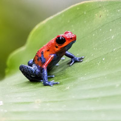 Strawberry (Blue Jeans) Poison Dart Frog (Oophaga pumilio)