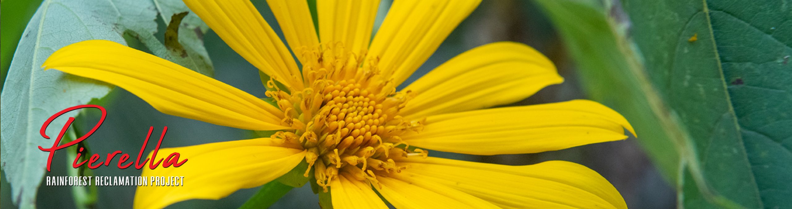 Mexican Sunflower (Tithonia diversifolia)